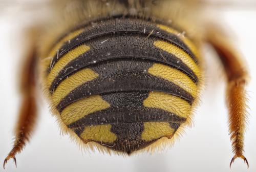 Réf. 316 470 : Anthidium cingulatum